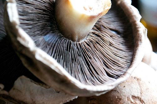 close up flat mushroom